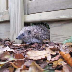 Hedgehog Gravel Board
